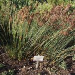 Thamnochortus pluristachyus