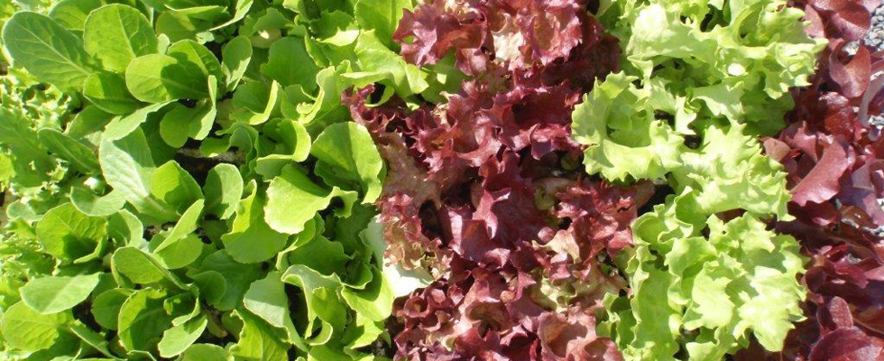 Create your own low cost portable veggie box