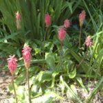 Veltheimia bracheata