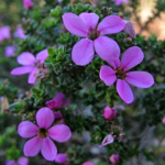 Ackmadenia heterophylla