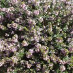 Agathosma capensis