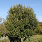 Apodytes dimidiata
