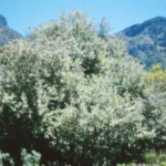 Brachaleana discolor
