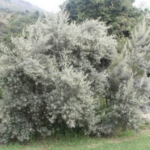 Tarchonanthus camforatus