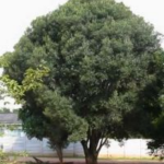 Rapanea melanophloeos