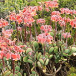 Cotyledon orbiculata
