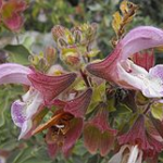 Salvia dolomitica