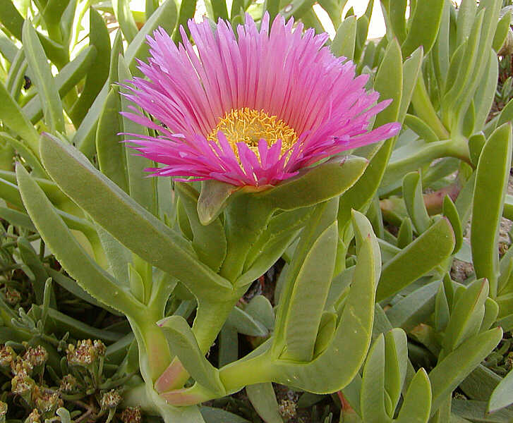 Carpobrotus edulis