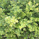 Searsia crenata
