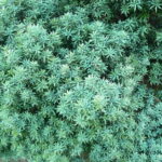 Podocarpus elongatus