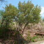 Dodonaea angustifolia