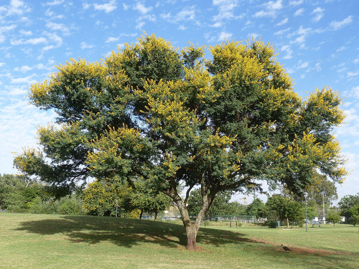 Coral Tree - Image 5
