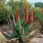 Aloe ferox