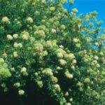 Buddleja saligna