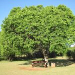 Celtis africana