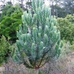 Leucadendron argenteum