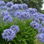 Agapanthus africanus