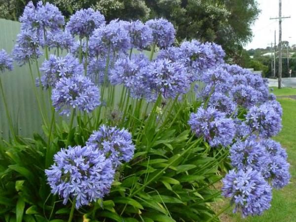 Agapanthus africanus