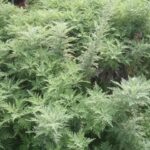 Artemisia afra